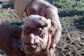 Kinh hãi: Lợn con sinh ra có mặt giống người