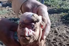 Kinh hãi: Lợn con sinh ra có mặt giống người