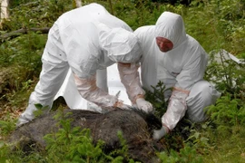 Giải pháp chống dịch tả lợn châu Phi trên thế giới