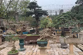 "Đại gia" chi cả trăm triệu mua cây dáng lạ về chơi Tết