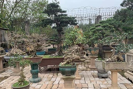 "Đại gia" chi cả trăm triệu mua cây dáng lạ về chơi Tết