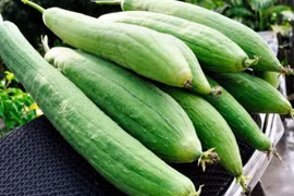 5 công thức làm đẹp đơn giản, hiệu quả với cây mướp