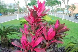 Bài thuốc hay chữa bệnh tốt từ các loại cây lá đỏ