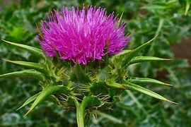 7 tác dụng tuyệt vời của cây kế sữa