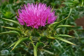 7 tác dụng tuyệt vời của cây kế sữa