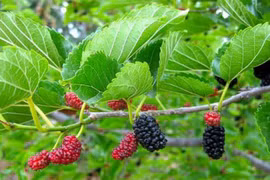 Không ngờ lá dâu tằm chữa được nhiều bệnh đến thế