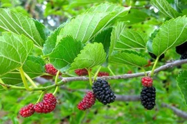 Không ngờ lá dâu tằm chữa được nhiều bệnh đến thế