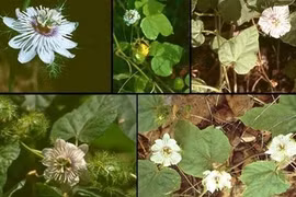 Bài thuốc an thần, chữa mất ngủ từ cây lạc tiên