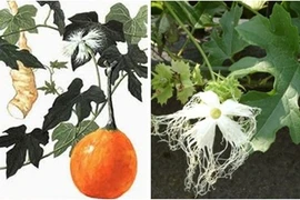 Đây là bài thuốc trị đái tháo đường hiệu quả tuyệt vời