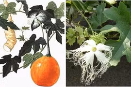 Đây là bài thuốc trị đái tháo đường hiệu quả tuyệt vời