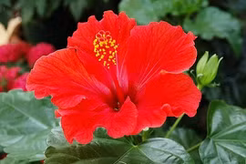 Giời leo “chạy mất dép” khi gặp 4 bài thuốc tự nhiên này