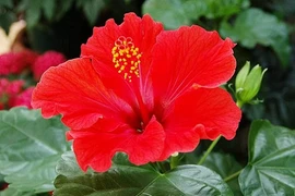 Giời leo “chạy mất dép” khi gặp 4 bài thuốc tự nhiên này