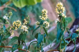 Đau dạ dày ngất lên ngất xuống, chỉ một nắm cây dạ cẩm là khỏi