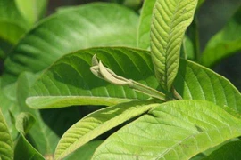 Chữa các bệnh đường ruột bằng bài thuốc từ lá ổi