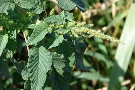 Khám phá “kho” thuốc quý từ các loại rau cỏ dại vườn nhà