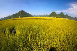 Những cánh đồng óng ả mùa lúa chín hút hồn du khách