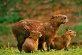 Lý giải được tại sao loài chuột lang nước không bị mắc ung thư