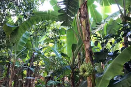 Kỳ lạ chuối trổ buồng từ giữa thân cây