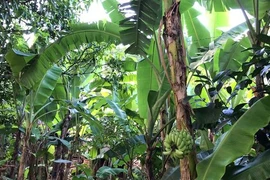 Kỳ lạ chuối trổ buồng từ giữa thân cây