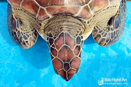 Bắt được rùa quý hiếm, ngư dân Nghệ An tặng người khác chăm nuôi