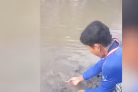 Cà Mau: Đàn cá chạy lên bờ xin thức ăn và chơi với ngư dân