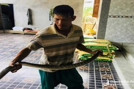 Đánh lưới ven sông, rượt bắt được rắn hổ trâu “khủng”