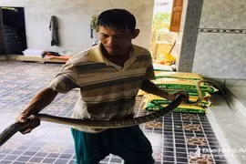 Đánh lưới ven sông, rượt bắt được rắn hổ trâu “khủng”