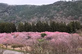 Phát hiện thi thể lao động người Việt trong rừng ở Đài Loan 