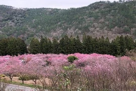 Phát hiện thi thể lao động người Việt trong rừng ở Đài Loan 