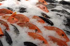 Nguy hiểm tiềm ẩn từ việc cấp đông thực phẩm sai cách