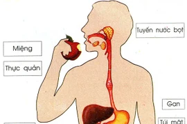 Sức khỏe hệ tiêu hoá sau tuổi 30, những thay đổi cần lưu ý