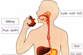 Sức khỏe hệ tiêu hoá sau tuổi 30, những thay đổi cần lưu ý