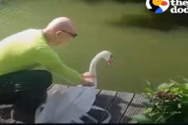 Hành động bất ngờ của đôi thiên nga xa cách lâu ngày gặp lại