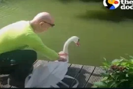 Hành động bất ngờ của đôi thiên nga xa cách lâu ngày gặp lại