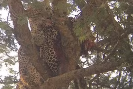 Báo đói xé xác đồng loại, nuốt thịt không thương tiếc