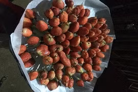 Hoa dâu tây trên mạng thì lung linh, đến tay khách lại hóa "tan nát"