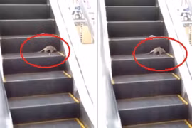 Video: Chuột khổng lồ nhảy chồm chồm dọa người trong siêu thị 