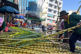 “Chợ mía” độc đáo mỗi năm chỉ họp một lần nhộn nhịp người mua 