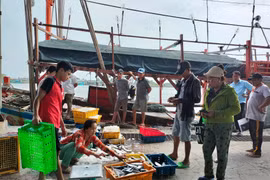 Ngư dân chở ‘lộc biển’ về bờ với nhiều khoang tàu đầy ắp cá