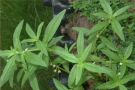 Cây mọc dại ví là “tiên thảo” được bán với giá đắt đỏ