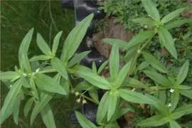 Cây mọc dại ví là “tiên thảo” được bán với giá đắt đỏ