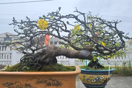 Ngắm mai vàng cổ có thế “độc lạ” giá trị hàng trăm triệu đồng 