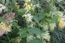 Loài hoa mang tên “vàng bạc” nở vào mùa Xuân, bán giá đắt đỏ