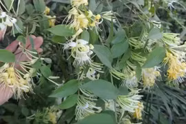 Loài hoa mang tên “vàng bạc” nở vào mùa Xuân, bán giá đắt đỏ