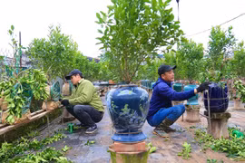 Gò thế, tạo dáng cho cây cảnh kiếm tiền triệu mỗi ngày