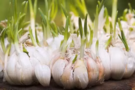 5 cây củ mạnh hơn thuốc kháng sinh chữa bệnh tuyệt vời