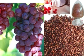 Tác dụng tuyệt vời của hạt nho trong điều trị ung thư ruột