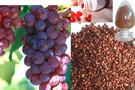 Tác dụng tuyệt vời của hạt nho trong điều trị ung thư ruột