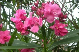 Không chỉ lá ngón, những cây này ở VN cũng kịch độc