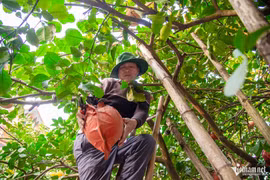Nửa triệu đồng mỗi quả bưởi đỏ tiến vua cũng không có để bán